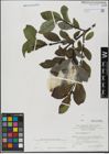 Foto von Salix hastata L.
